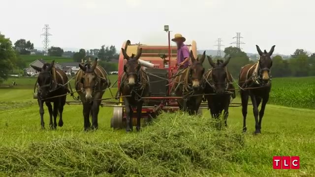Return to Amish public still 1